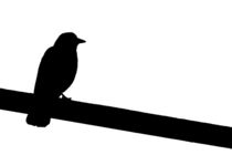 crow von Hacer Merve Alanyali