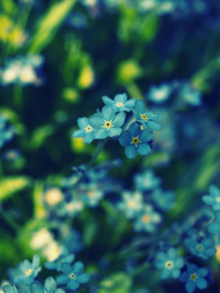 Forget-me-not-hr