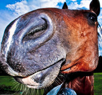 horses portrait von digidreamgrafix