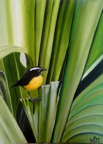 Bananaquit by Wendy Mitchell