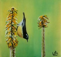 Bananaquit on an aloe flower by Wendy Mitchell