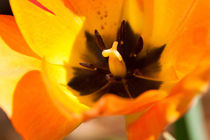 yellow tulip von digidreamgrafix