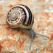 snail by jaybe