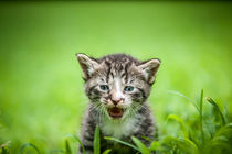 cute kitty by digidreamgrafix