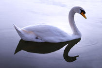 Morning Swan  by kru-lee