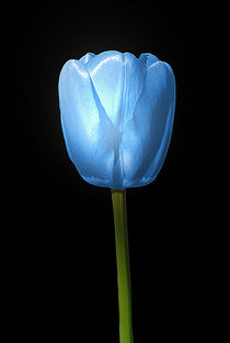 Tulip Blue by CHRISTINE LAKE
