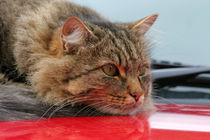 cat on the car by Wolfgang Dufner