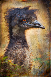 Finer feathered Friends: Emu von Alan Shapiro