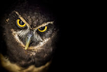 Spectacled Owl emerging from shadows by Alan Shapiro