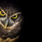 Spectacled-owl