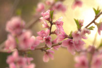 peach blossom von digidreamgrafix