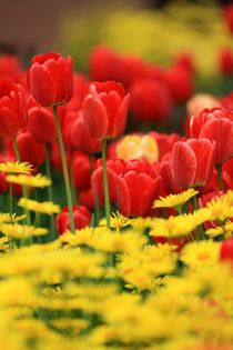 Blumenbeet mit Gämswurzen und roten Tulpen von Petra Koob