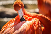 pink flamingo by digidreamgrafix