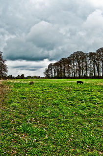 Pasture by Stefan Antoni - StefAntoni.nl