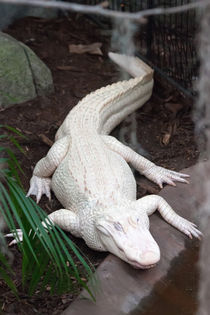 albino alligator von digidreamgrafix
