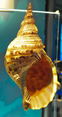 giant seashell von digidreamgrafix