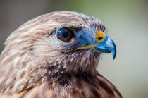 brown falcon von digidreamgrafix
