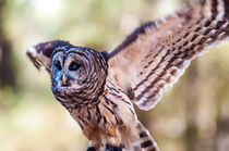 owl flying von digidreamgrafix