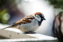 sparrow by digidreamgrafix