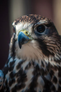 'falcon' by digidreamgrafix
