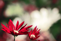 red flowers von digidreamgrafix