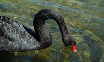 Trauerschwan, black swan, Tierportrait by Dagmar Laimgruber