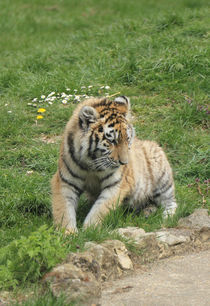 tiger cub by Martyn Bennett