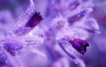 purple flower by evgeny bashta