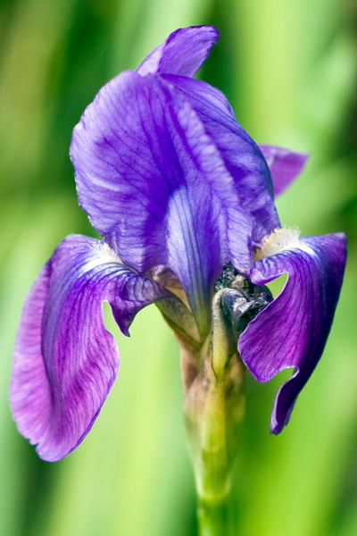 Irisbluete