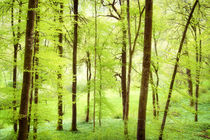 Wald im Frühling - wunderschönes helles grün by Matthias Hauser