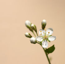 Weiße Kirschblüte  von Bastian  Kienitz