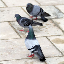 pigeons von Jens Berger