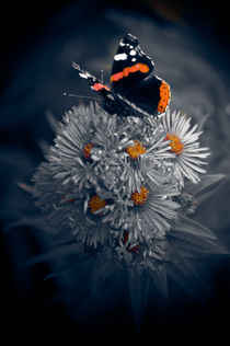 Butterfly Spirit #04 von loriental-photography