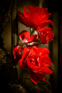 Blooming Red Roses by loriental-photography