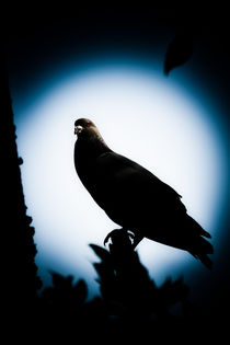 Astral Pigeon von loriental-photography