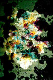 Celestial Flowers von loriental-photography