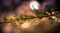 Rain Droplets on Pine Needles by loriental-photography