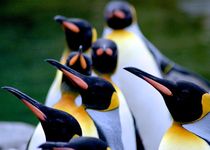 PinguinParade von Selcuk Yücel