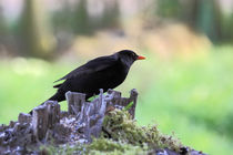 Schwarzdrossel - blackbird von ropo13