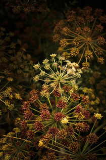 Floral Fireworks #02 by loriental-photography