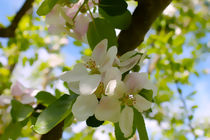 Apfelblüten von Maria-Anna  Ziehr