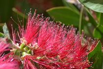 Blüte in Rot von dietmar-weber