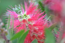 Blume in Rot von dietmar-weber