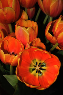 Tulips of Fire von Kaye Menner