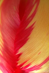Papageientulpe, tulip, tulipa, Blütenmakro von Dagmar Laimgruber