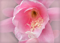 Soft.. pink.. delicate von Kaye Menner