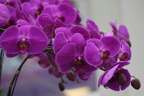 Pink Orchid von Gitta Wick