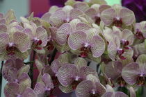 White Orchid with pink Stripes by Gitta Wick