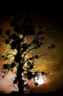 The Sunset Tree von loriental-photography