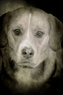 Dog Posing von loriental-photography